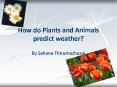 How do Plants and Animals predict weather? By Sahan