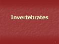 Invertebrates * Arthropods: Complex Nervous Syste