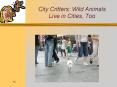 City Critters: Wild Animals Live in Cities, Too Charle