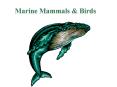 Marine Mammals & Birds Marine mammals Characteristics o