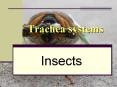 Trachea systems Insects The life of an Insect Most insect