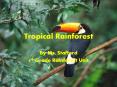 Tropical Rainforest By Ms. Stafford 4th Grade Rainfores