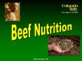 What do animals eat? What do feeds provide? What is 