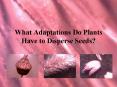 What Adaptations Do Plants Have to Disperse Seeds? Plant