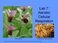 Lab 7: Aerobic Cellular Respiration Pea plants Zophobu