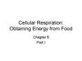 Cellular Respiration: Obtaining Energy from Food Chapter 