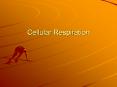 Cellular Respiration Chemical Energy & Food One gram o