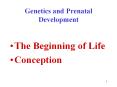 Genetics and Prenatal Development The Beginning of Lif