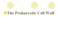 The Prokaryotic Cell Wall Functions of the Cell Wall Shap