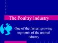 The Poultry Industry