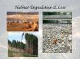 Habitat Degradation & Loss Habitat Degradation Habita