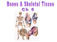 275 bones 12 weeks (6-9 inches long) 275 bones 12 weeks (6-