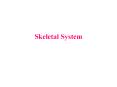 Skeletal System Anatomy of Bone Histology of Bone Haversia