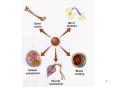 Osteoporosis Decreased bone density Develops gradually wit