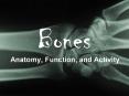 Bones Anatomy, Function, and Activity What Are Bones? Th