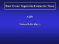 Bone Tissue: Supportive Connective Tissue Cell