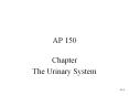 AP 150 Chapter The Urinary System Urinary System Function