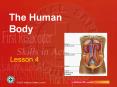 The Human Body Lesson 4 Introduction Body is composed o