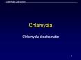 Chlamydia Chlamydia trachomatis * * * * * * * * * * * * * 