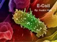 By: Austin Hyle Escherichia Coli The scientific name fo