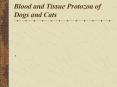 Blood and Tissue Protozoa of Dogs and Cats Babesia cani