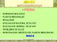 maca introduccion peru diversidad biologica planta