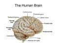 The Human Brain * * * * * * * * * * Human vs. Sheep Brain