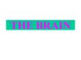 THE BRAIN MAIN PARTS OF THE BRAIN 1. Brain stem - continuou