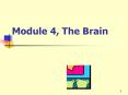* Brain Factoids At the moment of death all the fluid drain