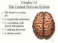 Chapter 14 The Central Nervous System The brain is a cente