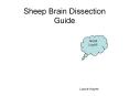 Sheep Brain Dissection Guide Good Luck!! Laurie Hayes T
