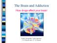 The Brain and Addiction How drugs effect your brain! Nort