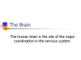 The Brain The human brain is the site of the majo