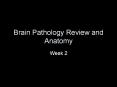 Brain Pathology Review and Anatomy Week 2 BRAIN ANATOM