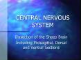 preserved sheep brains ... Dissection of the Sheep Brai
