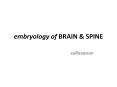 embryology of BRAIN & SPINE saRavanan recession spinal cor