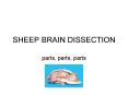 SHEEP BRAIN DISSECTION parts, parts, parts cerebral corte