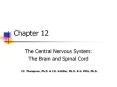 Chapter 12 The Central Nervous System: The Brain and Spina