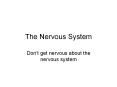 The Nervous System Don t get nervous about the nervou