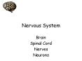 Nervous System Brain Spinal Cord Nerves Neurons Neuron