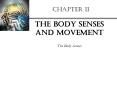 CHAPTER 11 The Body Senses and Movement The Body Senses * 