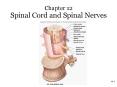 Chapter 12 Spinal Cord and Spinal Nerves Spinal Cord Extend
