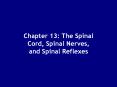 Chapter 13: The Spinal Cord, Spinal Nerves, and Spina