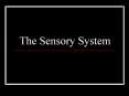 The Sensory System Examining the sensory system provide