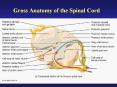 Gross Anatomy of the Spinal Cord Functional Organization o