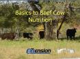 Basics to Beef Cow Nutrition Basics to Small Farm Beef Co
