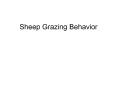 Sheep Grazing Behavior * * * * Sheep Fencing * * * * * * * 