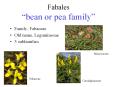 Fabales  bean or pea family  Family, Fabaceae Old name