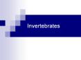 Invertebrates I. What is an Animal? Animal: multicellular