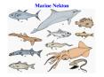 Marine Nekton Marine mammals Characteristics of marin